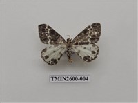 藏品(尺蛾114)的圖片